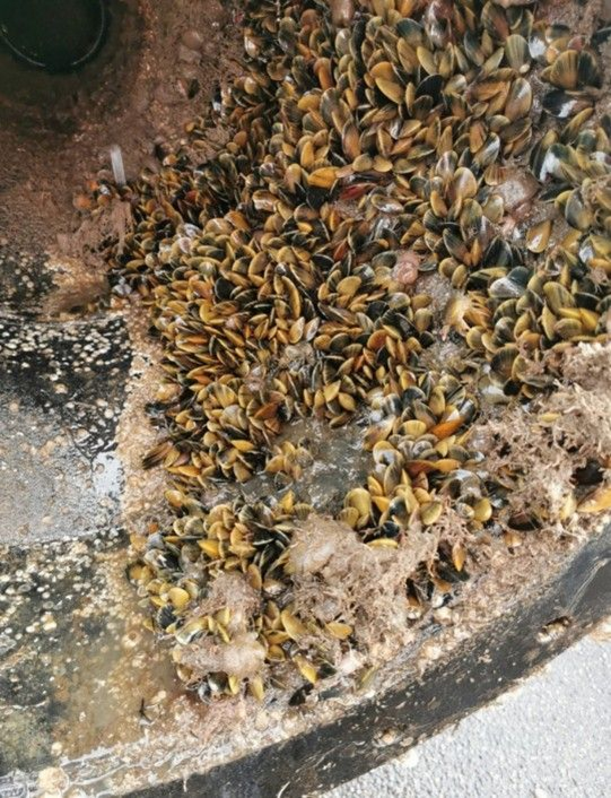 Grisebaserede rensesystemer